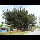 Diese beiden Gummibäume würden nicht mehr in einen Topf passen